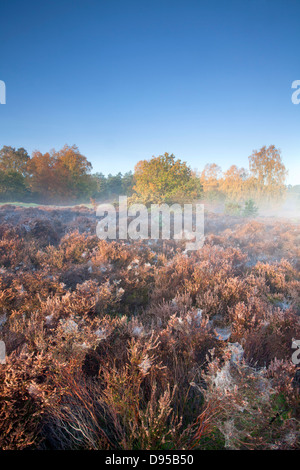 Autumn on a misty morning at Thetford Forest in Norfolk Stock Photo