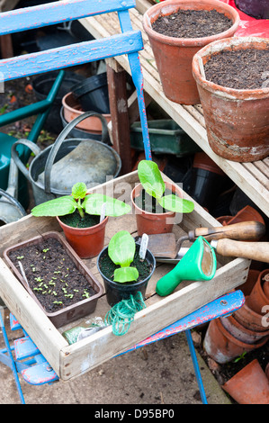 View of greenhouse with seedlings in pots, courgette plants and gardening items, Norfolk, England, June Stock Photo