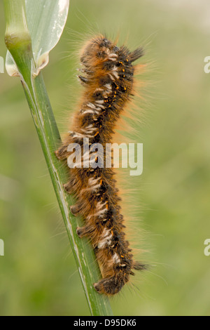 Drinker Moth caterpillar on reed stem. Stock Photo