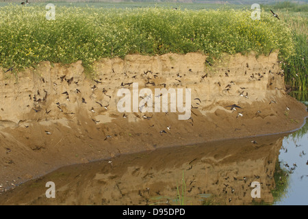 Bank swallow, Sand Martin, Riparia riparia, Uferschwalbe Stock Photo