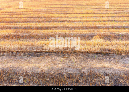 Rice fields after burning of fire in countryside, Thailand. Stock Photo