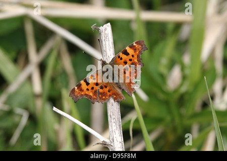Comma Butterfly (Polygonia c-album) posing  with wings open Stock Photo
