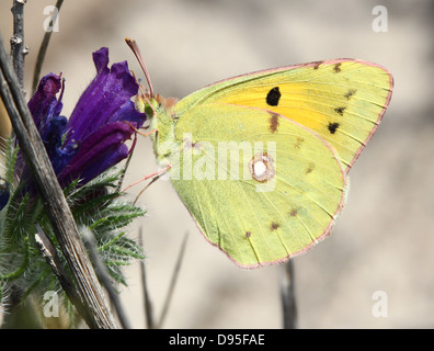 Macro close-up of a Pale Clouded Yellow (Colias hyale) posing on a purple flower Stock Photo