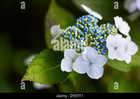 big leaf hydrangea plant with blue buds, white blooms and green foilage shot close-up in a garden, Canada Stock Photo