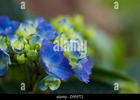 Blue perenial flowers in bloom with green foilage in a garden in Canada shot close up Stock Photo