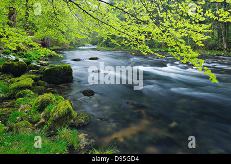 Spring Foliage along Orbe River, Vallorbe, Jura, Jura Mountains, Switzerland Stock Photo