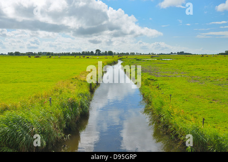 Pasture with Water Canal in the Summer, Garding, Schleswig-Holstein, Germany Stock Photo