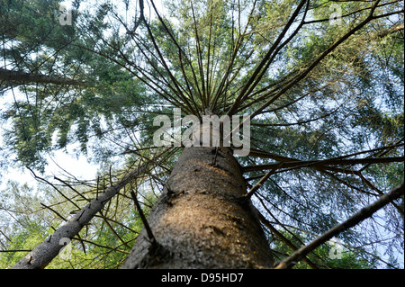 Looking up at Norway Spruce (Picea abies) Tree Trunk, Upper Palatinate, Bavaria, Germany Stock Photo