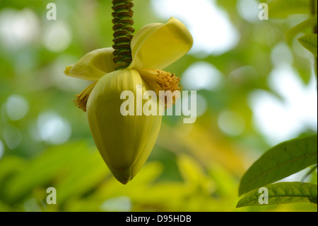 Close-up of Banana Flower (Musa), Bavaria, Germany Stock Photo