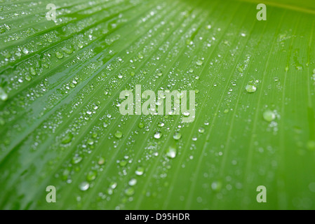 Close-up of Raindrops on Banana Plant (Musa) Leaf, Bavaria, Germany Stock Photo