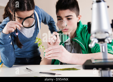 Boy and Girl Examining Leaves with Magnifying Glasses, Mannheim, Baden-Wurttemberg, Germany Stock Photo