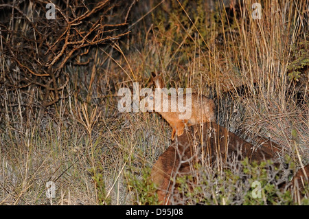 Smith's Red Rock Rabbit Pronolagus rupestris Photographed near Kimberley, South Africa Stock Photo