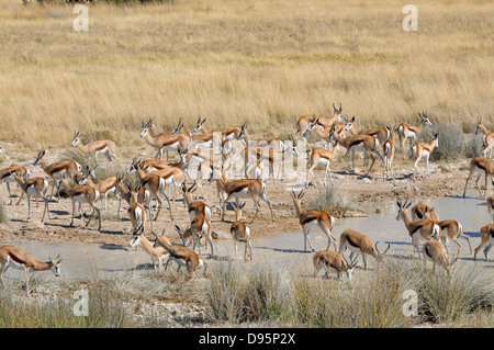 Springbok Antidorcas marsupialis Herd drinking at waterhole Photographed in Etosha National Park, Namibia Stock Photo