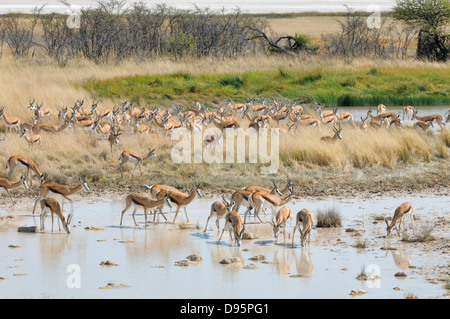 Springbok Antidorcas marsupialis Herd drinking at waterhole Photographed in Etosha National Park, Namibia Stock Photo