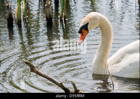 closeup from white swan swimming in the river Stock Photo