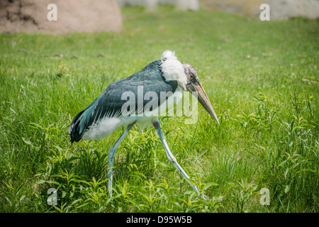 Marabou stork walking alone in the tall green grassland. Stock Photo