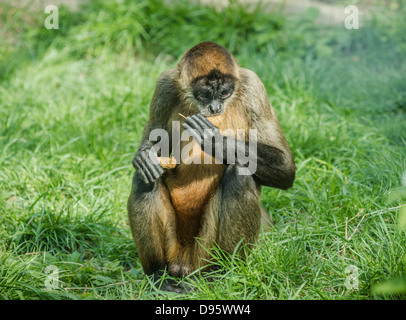 Black-handed spider monkey sitting down in the green grass Stock Photo