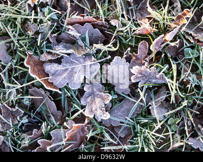 Dried oak leaves in grass with outlines emphasised with frost Stock Photo