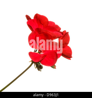 Red geranium flower set against pure white background Stock Photo