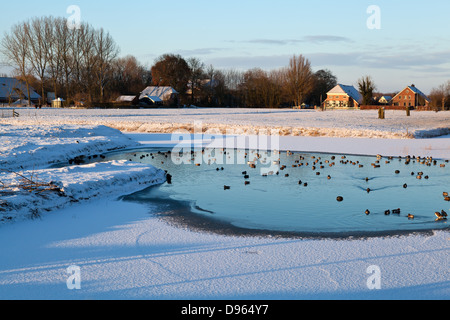 wild waterfowl on frozen lake in winter, dutch farmland Stock Photo