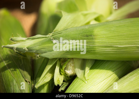 Fresh corn in husk, close up, natural light. Stock Photo