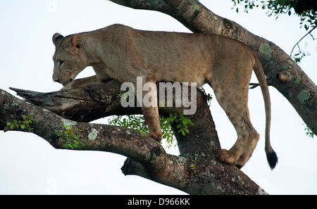 Lion in tree surveying game reserve. South Africa. Stock Photo