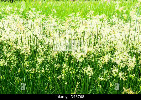 The green plant background of Cyperus corymbosus Rottb. field. Stock Photo