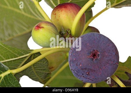 A purple, ripe fig plus two unripe fruits on the branch of a tree isolated against a white background Stock Photo