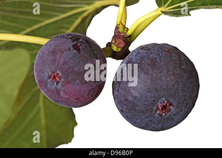 Two purple, ripe fig fruits on the branch of a tree isolated against a white background Stock Photo