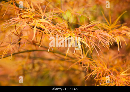 Acer palmatum 'Villa Taranto', Japanese Maple, in autumn Stock Photo