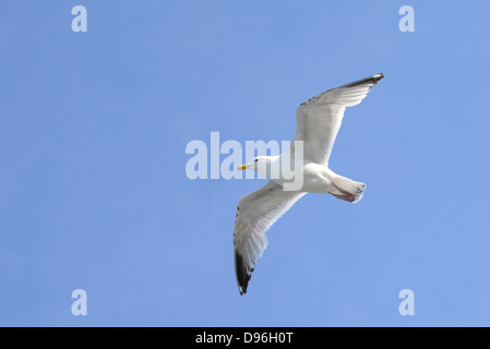 Seagull against a bright blue sky Stock Photo