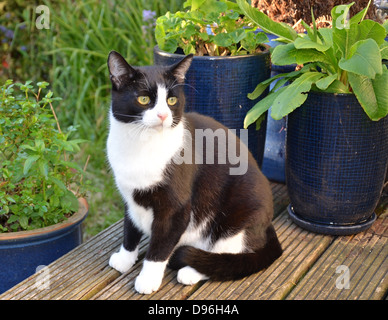 black and white cat felix Stock Photo