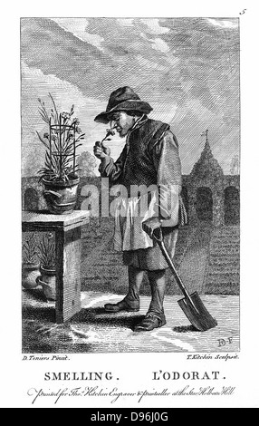 Gardener smelling a carnation or pink (Dianthus). Engraving after one of set of 'The Five Senses' by David Teniers the Younger (1610-1690). Descartes' interaction theory. Reflexes mechanistically determined. Body and mind interacted at pineal gland. Stock Photo