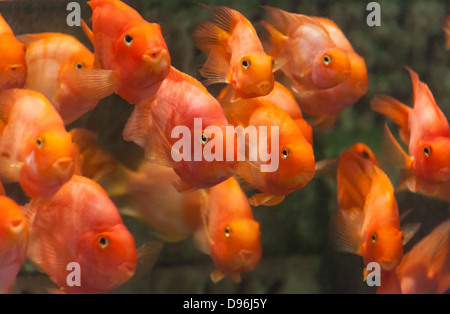 blood parrot cichlid fish close up shot Stock Photo