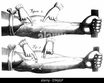 William Harvey (1578-1657) English physician. Diagram from 'De Motu Cordis', 1628, demonstrating existence of valves in veins. Circulation of the blood. Engraving Stock Photo