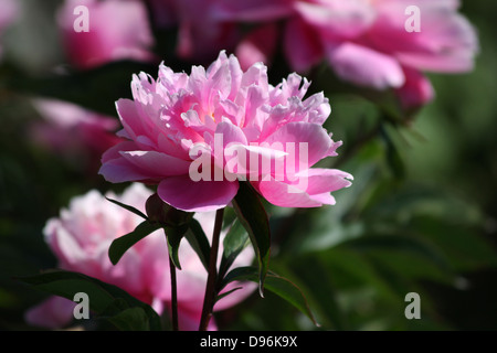 Pink Peony, Peonies with open flowers