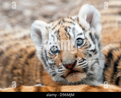 Amur tiger cub (close-up on face) Stock Photo