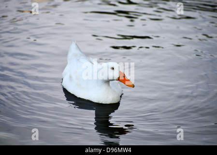 A white duck swimming in a lake on a hot day Stock Photo