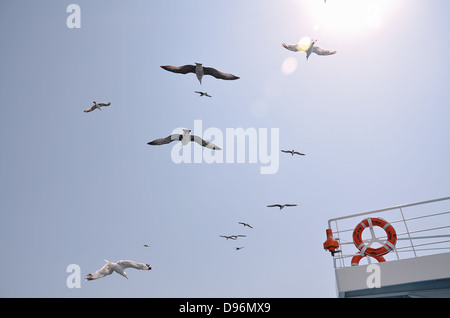 Seagulls over a ferry boat. Aegean Sea,Greece Stock Photo