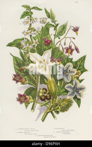 Poisonous plants.  As well as the poisonous  Black or Common Nightshade (Solanum nigrum) top left, and Woody Nightshade or Bittersweet (Solanum dulcarama) top right, there are the more dangerous Deadly Nightshade(Atropa belladonna) bottom left, which contains the alkaloids Atropine and Hyoscyamine, Thorn Apple (Datura stramonium) centre and Henbane (Hyoscyamus niger) right which contain Hyoscyamine.  (c1885).  Chromolithograph. Stock Photo