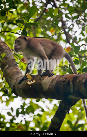 A male RHESUS MACAQUE (Macaca mulatta) also known as a LONG TAILED MACAQUE - SURATHANI PROVENCE, THAILAND Stock Photo