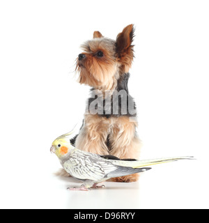 Pets yorkshire terrier dog and cockatiel bird posing together isolated on a white background Stock Photo