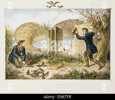 Lincolnshire Duck Decoy showing end and front views. Wild duck decoyed into mouth of net covering curving ditch or 'pipe'. Dog trained to drive birds to narrow end where the birds were caught and killed. Common practice on the Cambridgeshire Fens and Norfolk Broads. Most birds were sent to the London market. Hand-coloured lithograph c1845. Stock Photo