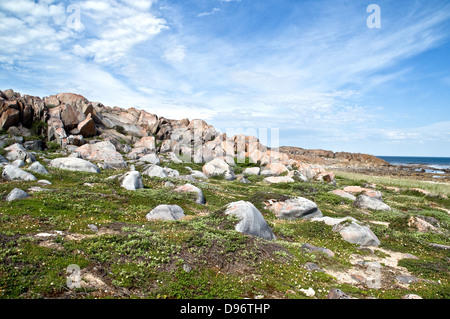 Rocky tundra terrain, moss and wildflowers along the coast of Hudson Bay, in the Canadian Shield, near the town of Churchill, Manitoba, Canada. Stock Photo