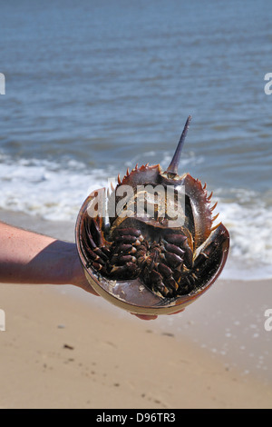 Naturalist holding a horseshoe crab on beach at Delaware Bay Stock Photo