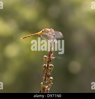 close up of a dragonfly, with wings forward, common darter Stock Photo