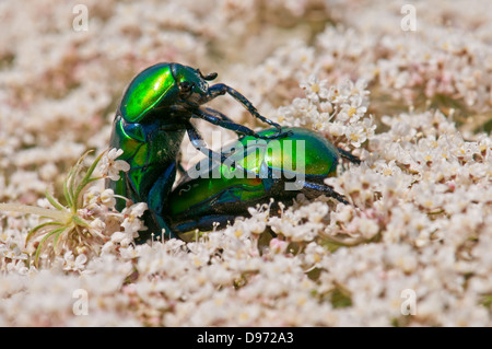 Scarab beetle, Protaetia, mating Stock Photo
