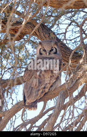 Verreaux's Eagle Owl Bubo lacteus Photographed in Kgalagadi National Park, South Africa Stock Photo