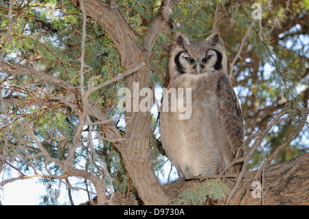 Verreaux's Eagle Owl Bubo lacteus Photographed in Kgalagadi National Park, South Africa Stock Photo