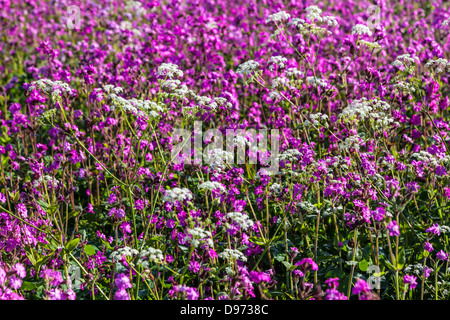 Cow parsley (Anthriscus sylvestris) on the edge of a field of Red Campion (Silene dioica) in the Cotswolds. Stock Photo